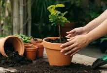 como plantar jabuticaba