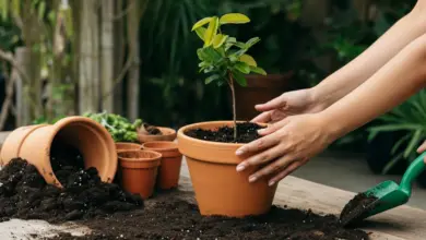 como plantar jabuticaba