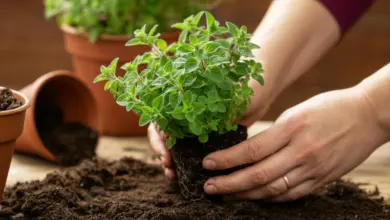 omo plantar orégano