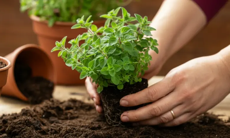 omo plantar orégano