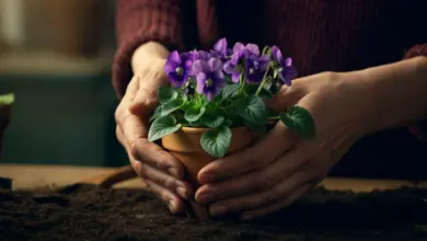 como plantar violetas
