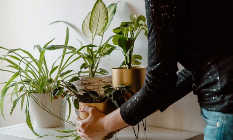plantas que crescem bem em vasos para sua casa