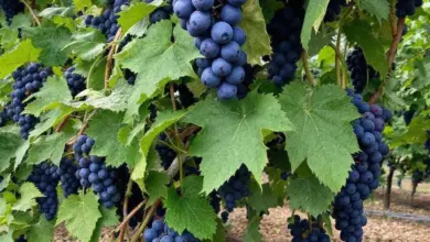 Plantação de Uva O Guia Completo do Vinhedo à Taça