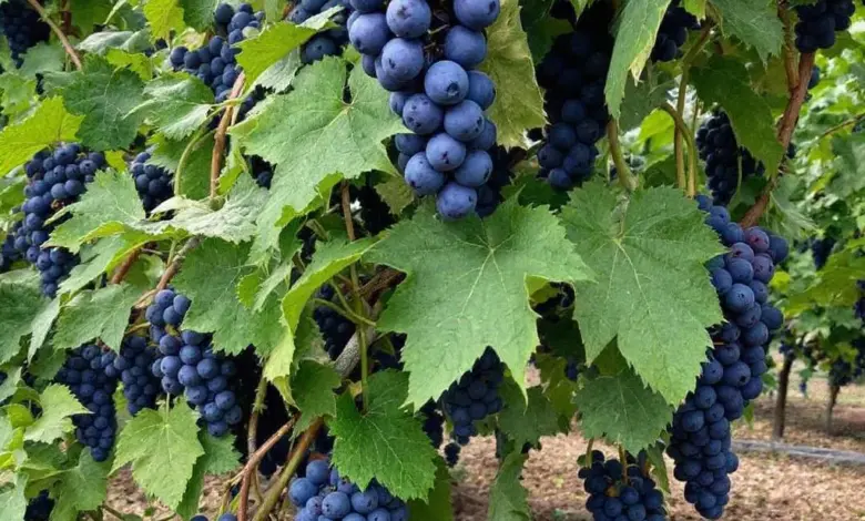 Plantação de Uva O Guia Completo do Vinhedo à Taça