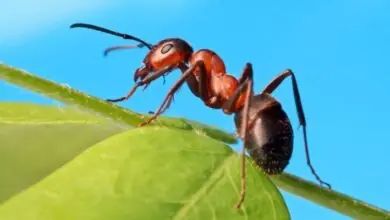 Formas de acabar com formigas