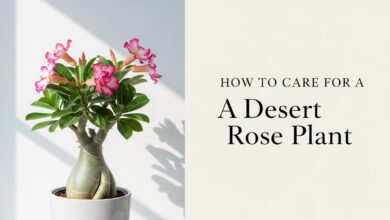 Como Cuidar da Flor do Deserto Planta