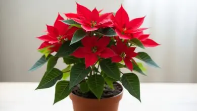 Bico de papagaio planta como cuidar.