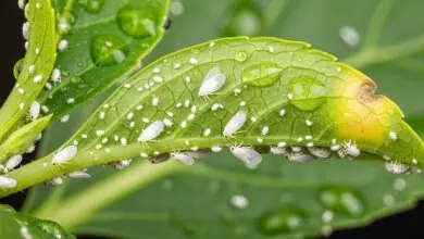 Como acabar com mosca branca nas plantas.
