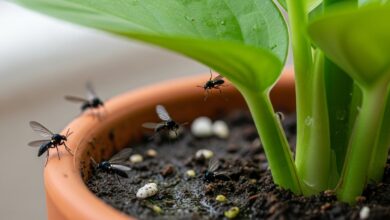 Como acabar com mosquitinhos pretos nas plantas.