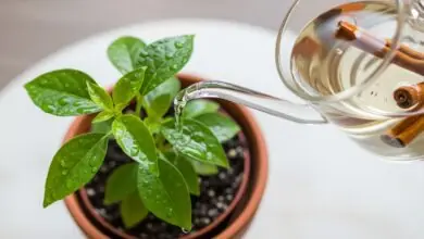 Água com canela para plantas.