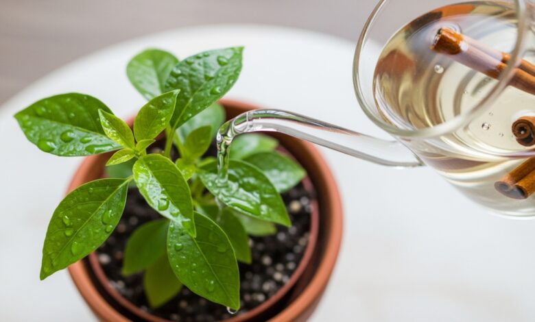 Água com canela para plantas.